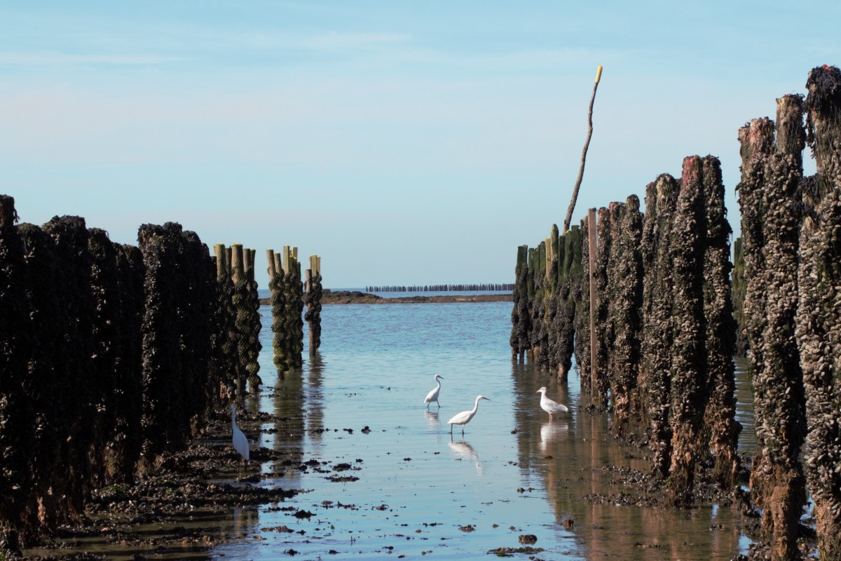 Blog - A la découverte de la conchyliculture en baie de Pen Bé à Assérac