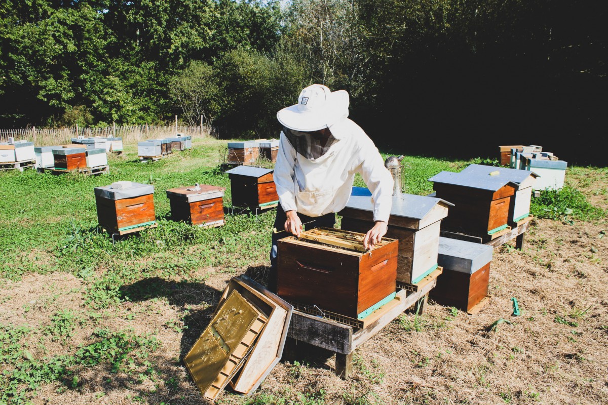 Blog-La Ferme de Kerhué, du miel et des abeilles à Mesquer !