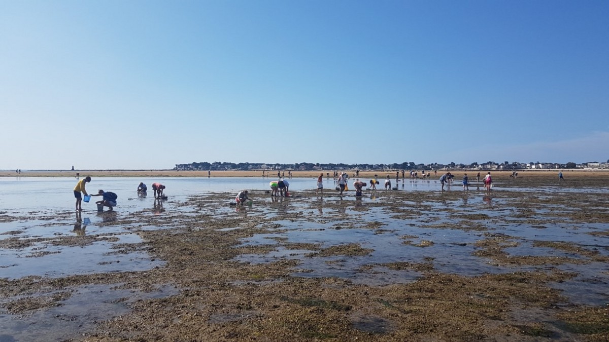 Blog-Les joies de la pêche à pied