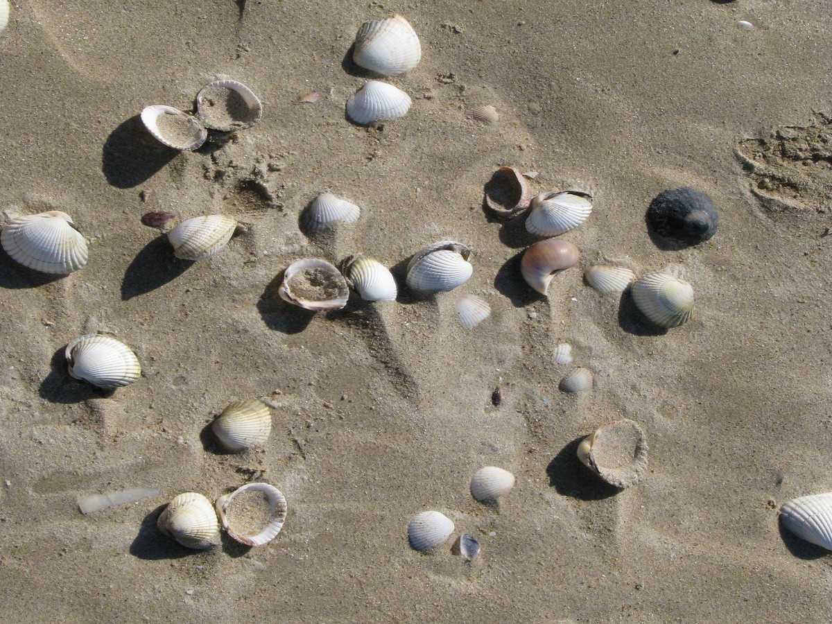 Blog-Les joies de la pêche à pied au Pouliguen