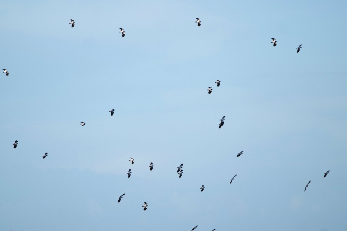 Birds in Brière