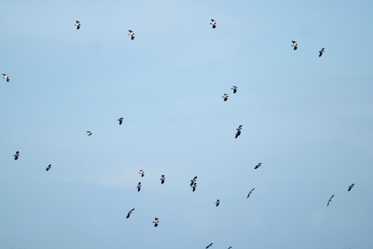 Envol de Vanneaux huppés sur le marais