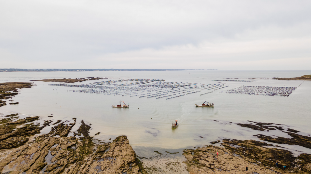 Parc à Bouchots à Pénestin - La Baule-Presqu'île de Guérande