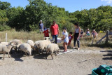 2024-08-05-visite-elevage-moutons-credit-amis-des-sites-mesquer