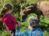 A la découverte des ânes