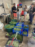 Atelier découverte des algues à la Ferme - Saveurs d'Octobre