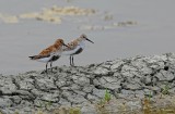 Bécasseaux variables sur les ponts des marais salants