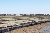 Blog - A la découverte de la conchyliculture en baie de Pen Bé à Assérac