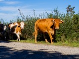 Blog-La ferme des îles Morice : un paradis familial à Saint-Molf !