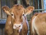 Blog-La ferme des îles Morice : un paradis familial à Saint-Molf !