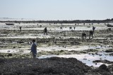 Blog-Les joies de la pêche à pied au Pouliguen