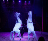 Cirque Zavatta Douchet - Guerande Chevaux