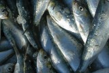 La Turballe et la sardine, une longue histoire