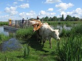 Elevage en marais - PNRB - Tiphaine Thudor