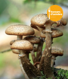 Exposition champignons - Camoël