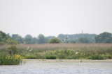 Birds in Brière