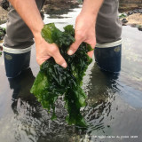 Le Croisic - Atelier cueillette algues - Les Jardins de la mer