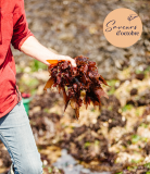 Le Croisic - Atelier cueillette d'algues - Saveurs d'Octobre