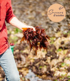 Le Croisic - Atelier cueillette des algues - Saveurs d'octobre