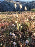 Le Croisic - Location maison Bleue 