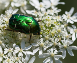 Le Pouliguen - De fleurs en fleurs, à la rencontre des pollinisateurs