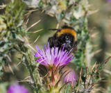 Le Pouliguen - De fleurs en fleurs, à la rencontre des pollinisateurs