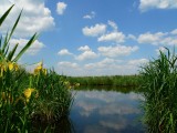 Les marais de Brière