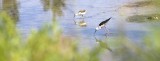 Mesquer-Quimiac - Pointe de Merquel - Echasses blanches