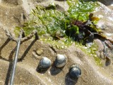 Sorties Estran - Mesquer - OT La Baule Presqu'île de Guérande