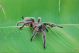 mygale-tropicarium-nature-decouverte-