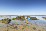 Gathering shellfish on foot