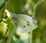 Piriac - De fleurs en fleurs, à la rencontre des pollinisateurs