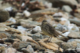 Piriac-sur-Mer - À la découverte de la flore et la faune locale