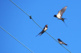 Piriac-sur-Mer - La nature s'invite en ville