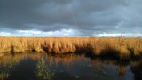 Saint-Lyphard - Faune Briéronne - Balade en chaland - 45 min