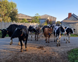 Visite guidée de la Ferme Laits Prés Verts - Guérande - troupeau