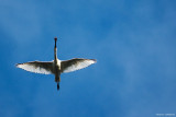 Visite - Les oiseaux du marais2 - Guérande