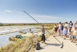 Visites guidées dans les Marais Salants