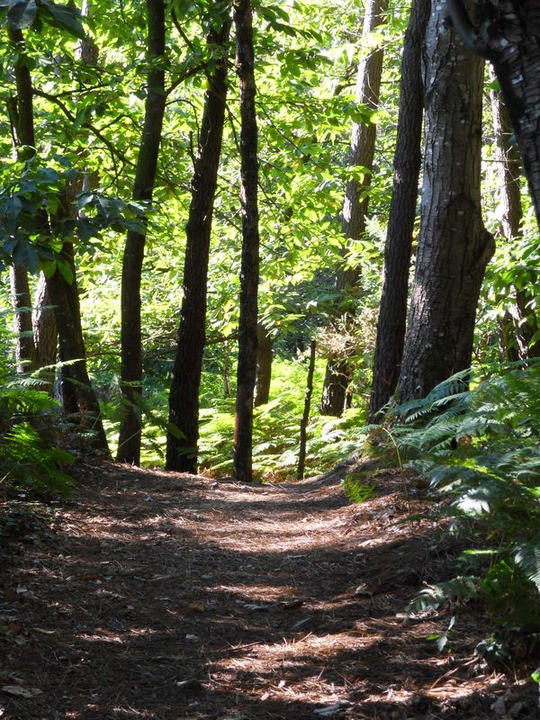 Chemin ombragé