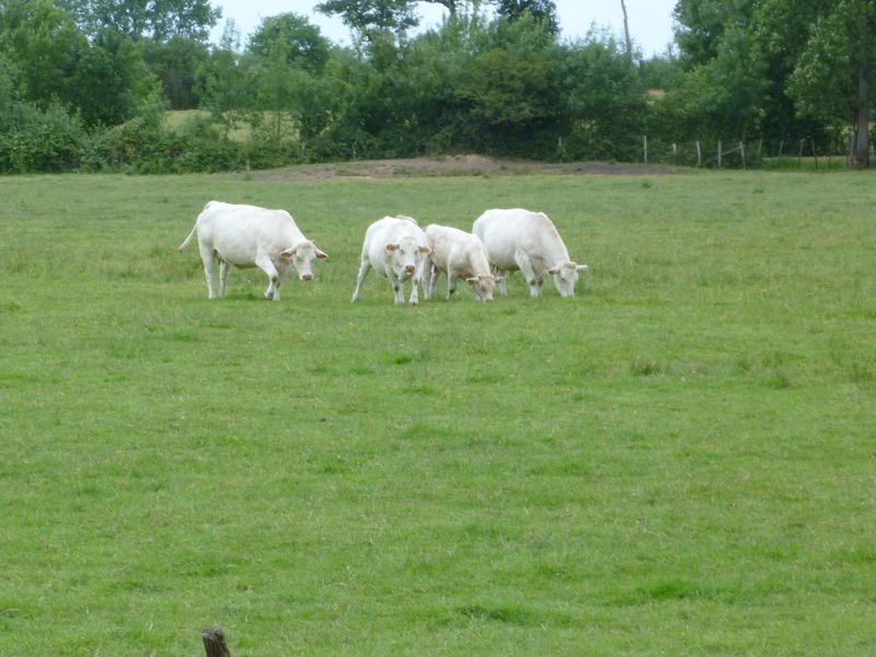 Les marais du haut Brivet