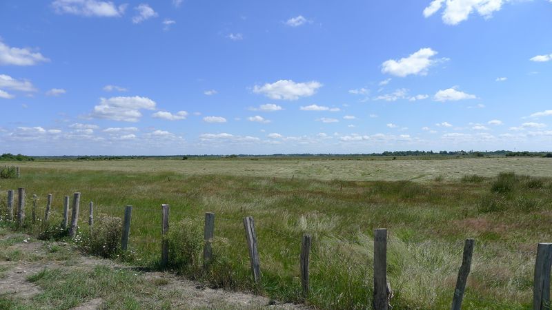 Les prairies humides - Crédit photo : J.Sanson