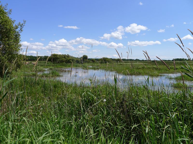 Les prairies humides - Crédit photo : J.Sanson