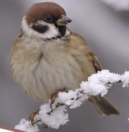 ABC Comptage national des oiseaux hivernants - Herbignac