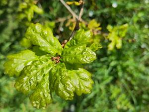 Arbre et climat, toute une histoire ! 