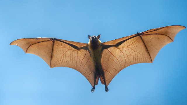 chauve-souris-ailes-2597972