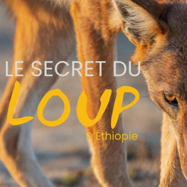 Ciné-rencontre - Le secret du loup