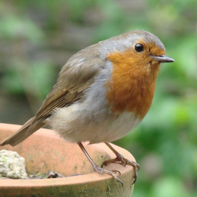  Comptez les oiseaux des jardins