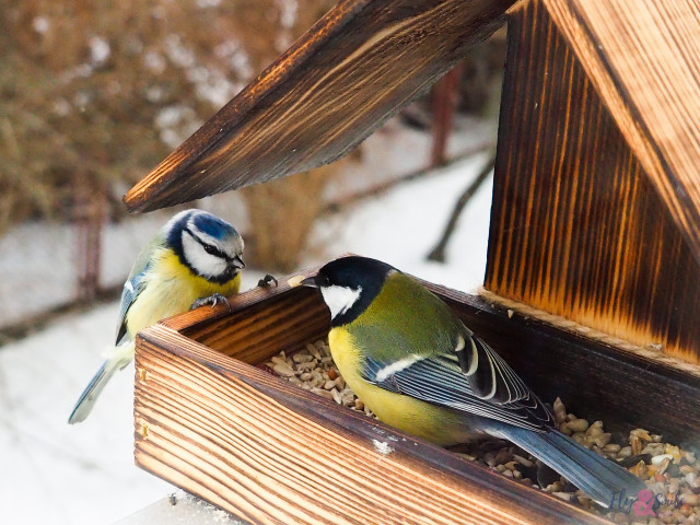 contruction-mangeoires-oiseaux-saint-molf-rendez-vous-du-parc