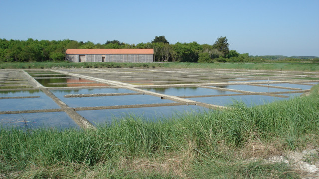Balade dans le marais de Rostu - Mesquer Quimiac