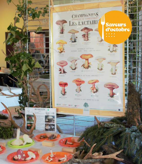 Exposition Champignons